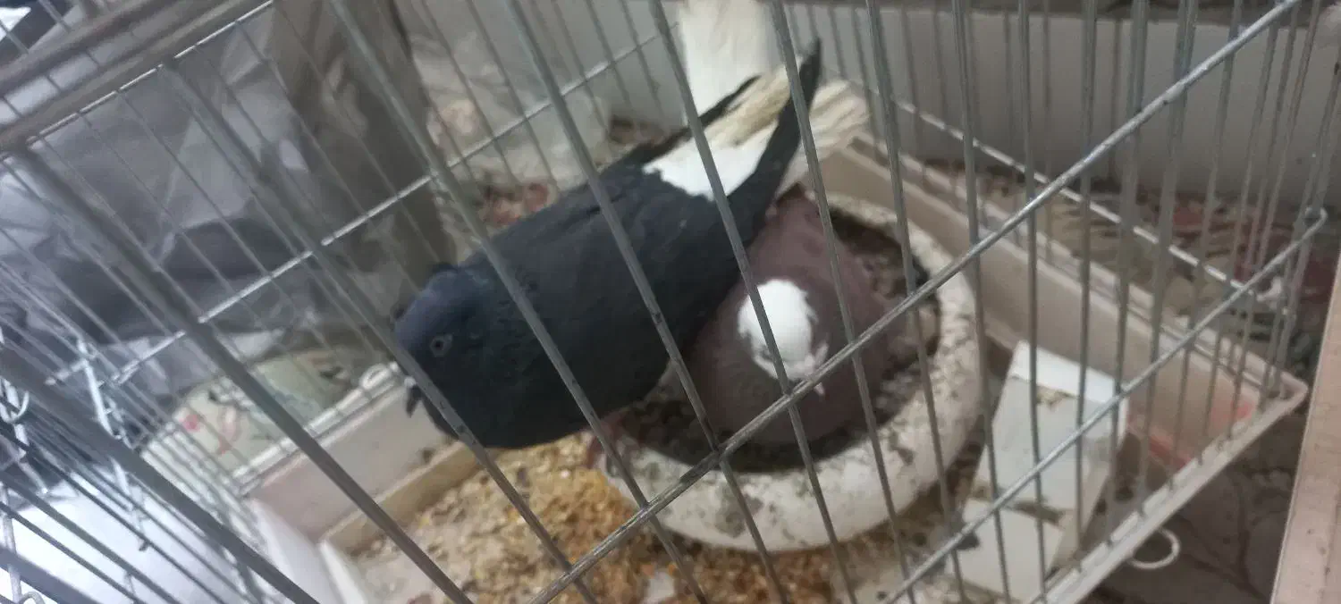 ی جفت کفتر با جوجه فروش نقد و معاوضه|پرنده|تهران, کرمان|دیوار