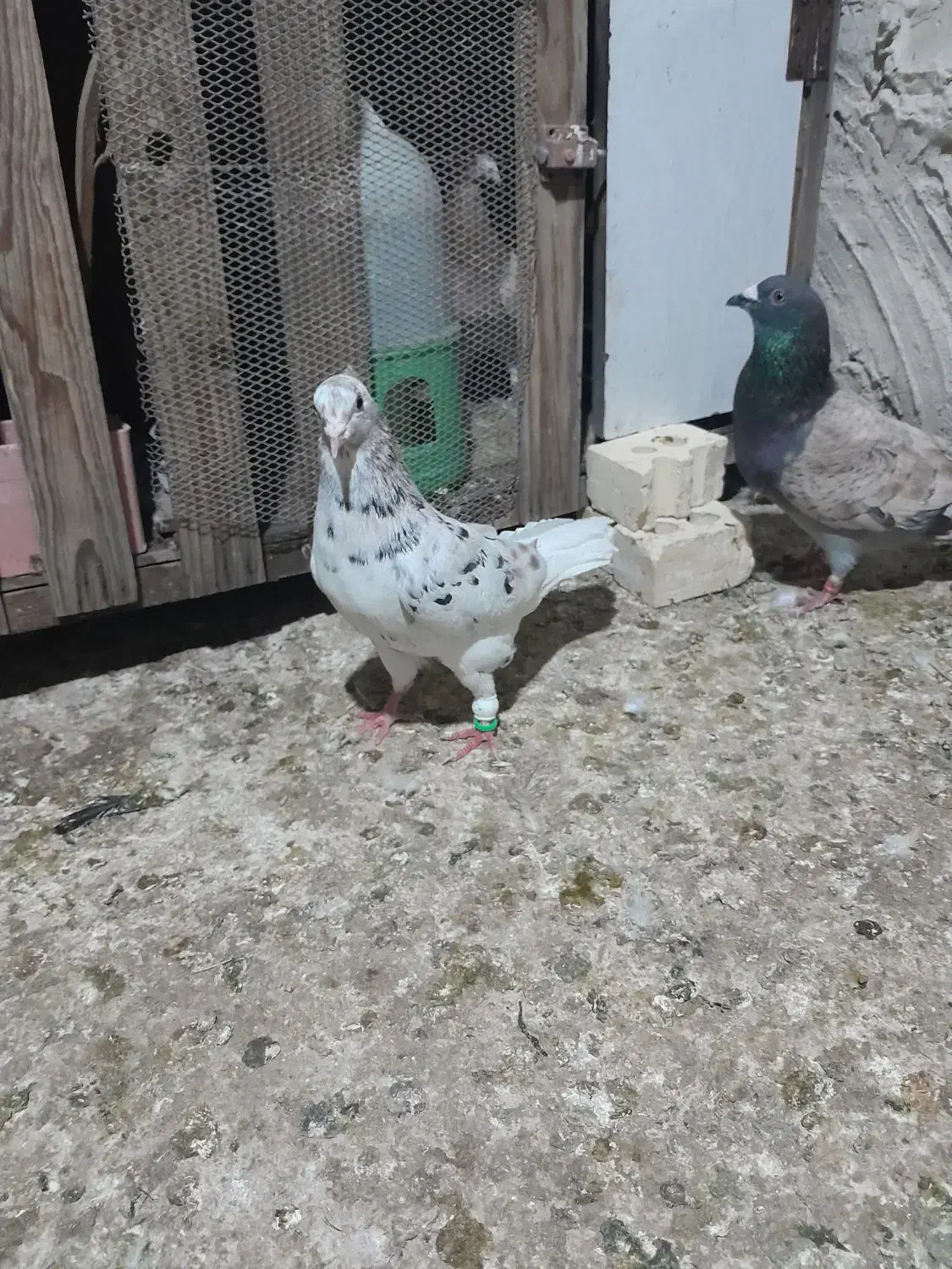 رنگی|پرنده|سوسنگرد, |دیوار