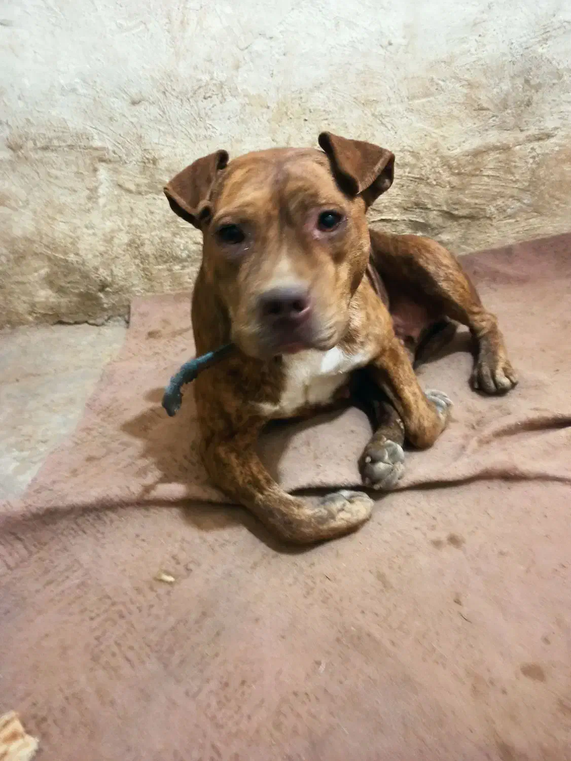 سگ پیتبول آمریکن بولی پوکت ماده دم فحل نگهبان|سگ|مشهد, شهرک مهر آباد|دیوار