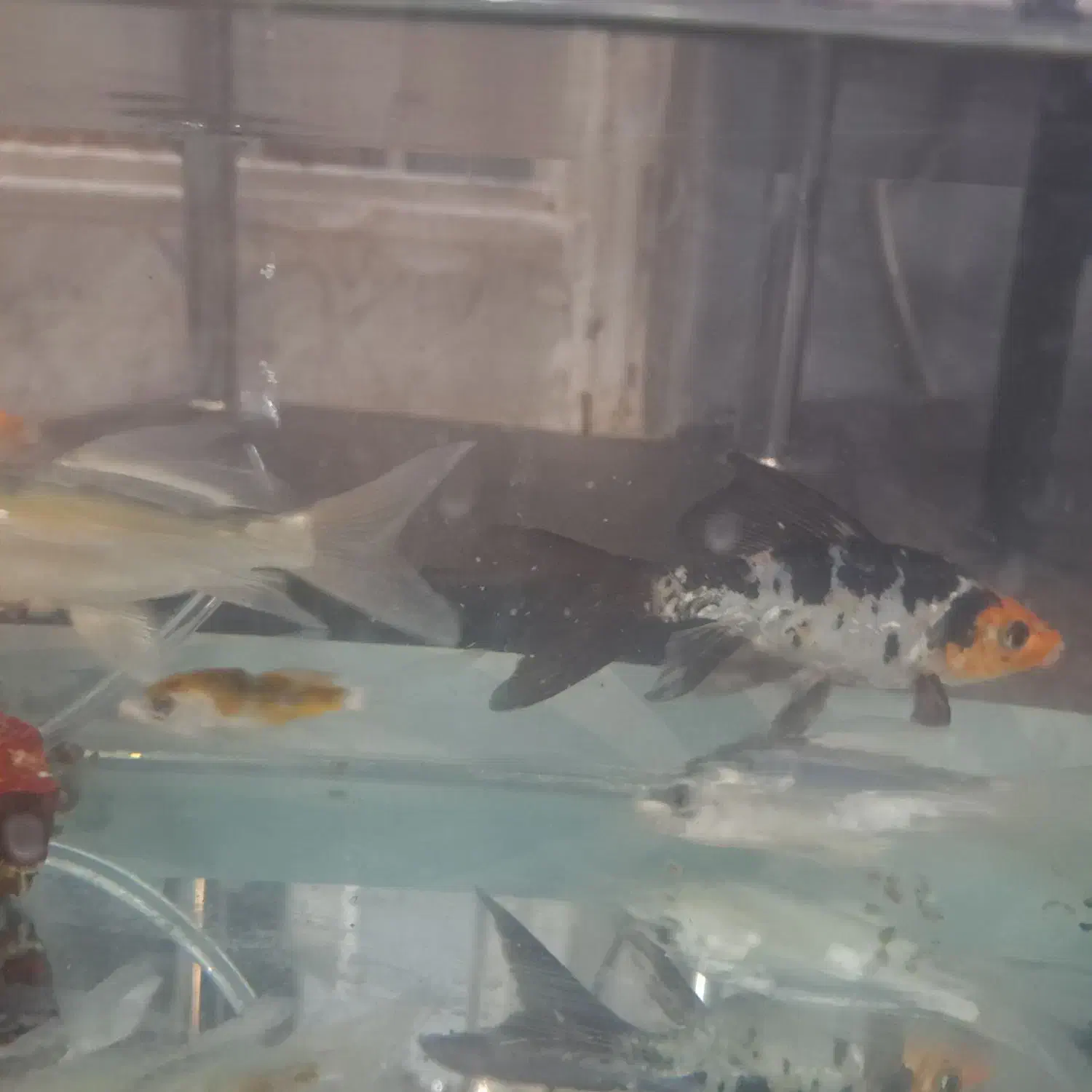 کوی سوپرباله|ماهی|قم, آزادگان|دیوار