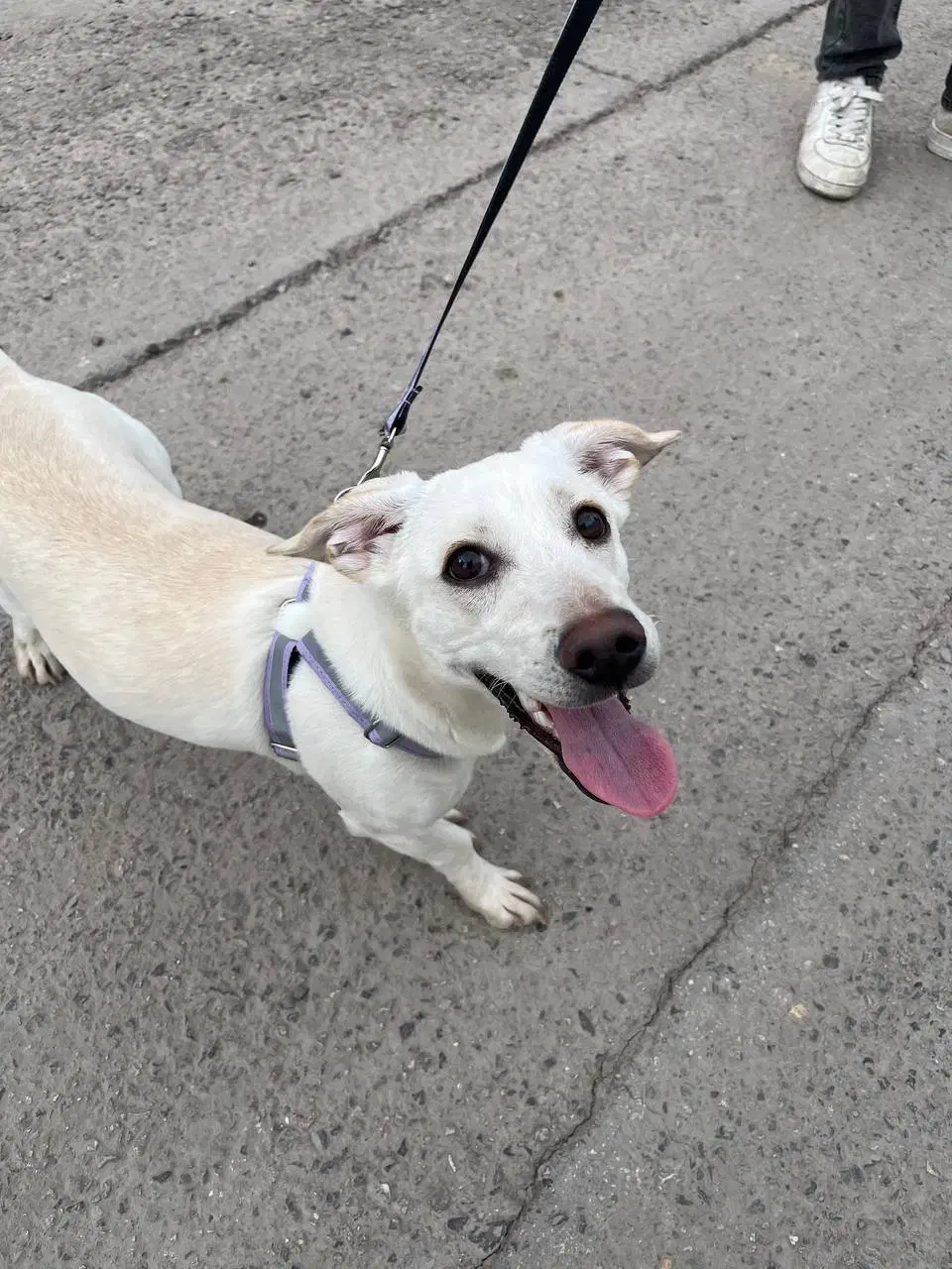 سگ نژاد میکس اشپیتز جک راسل|سگ|کرمان, |دیوار