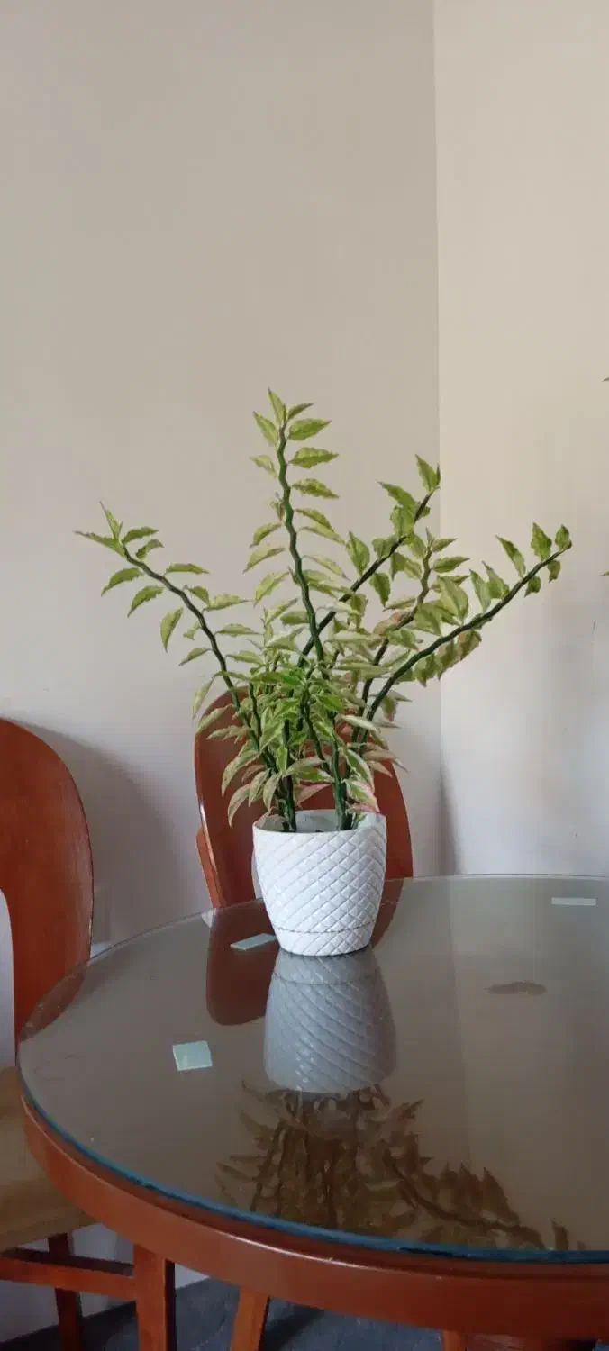 گل خانه گی|گل و گیاه طبیعی|تالش, هشتپر|دیوار