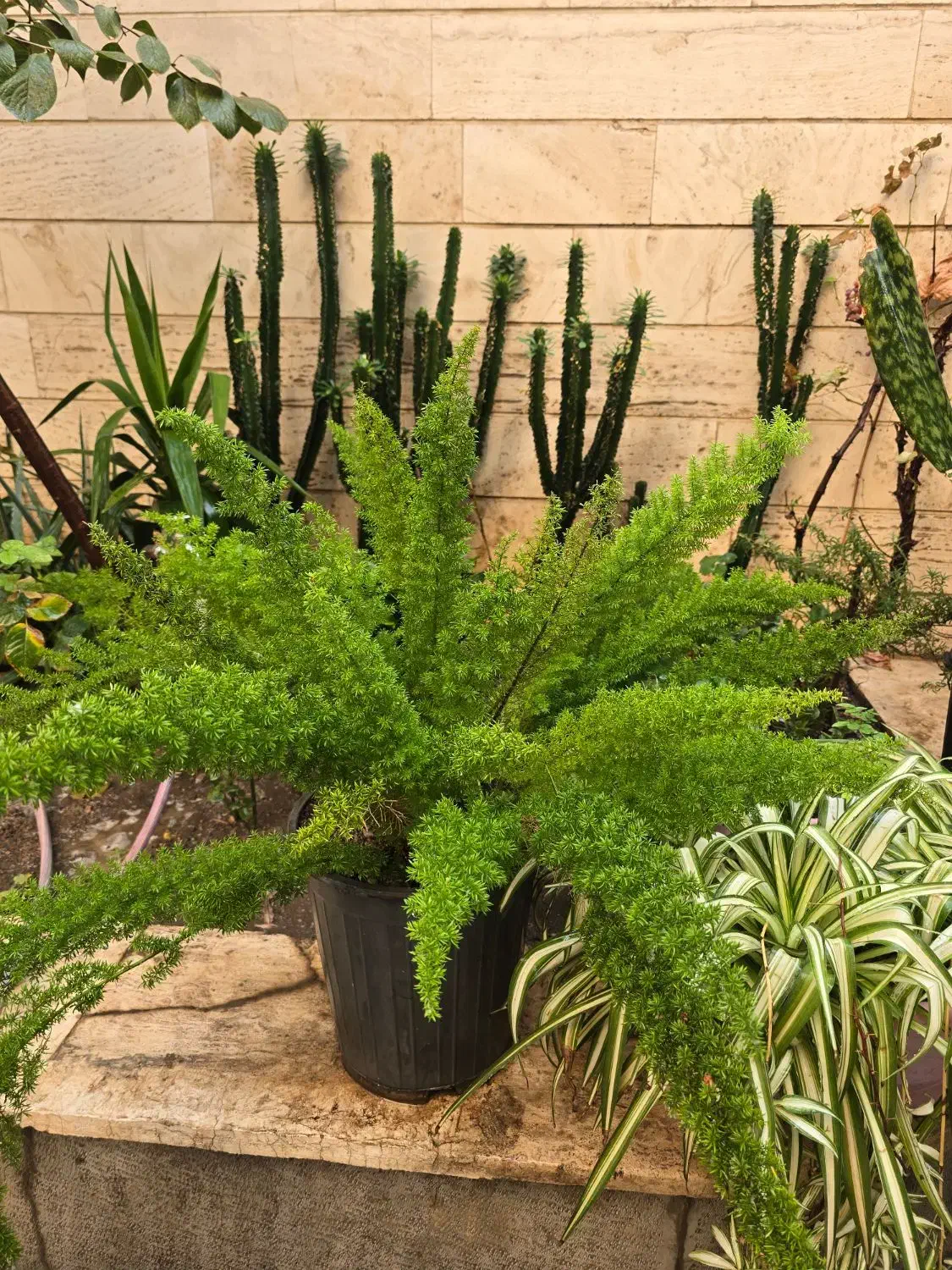 دم روباهی یا شویدی افوربیا با پیوند لاکتی|گل و گیاه طبیعی|تهران, سلسبیل شمالی|دیوار