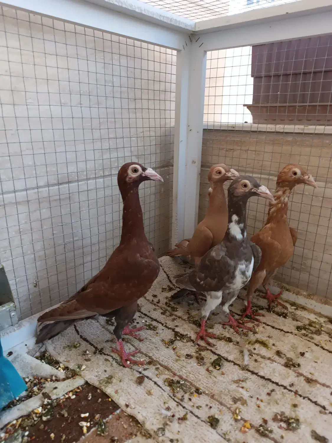 فروش ۴ عدد کاریر جوجه و جوانه زرد و سرخ|پرنده|رضویه, |دیوار