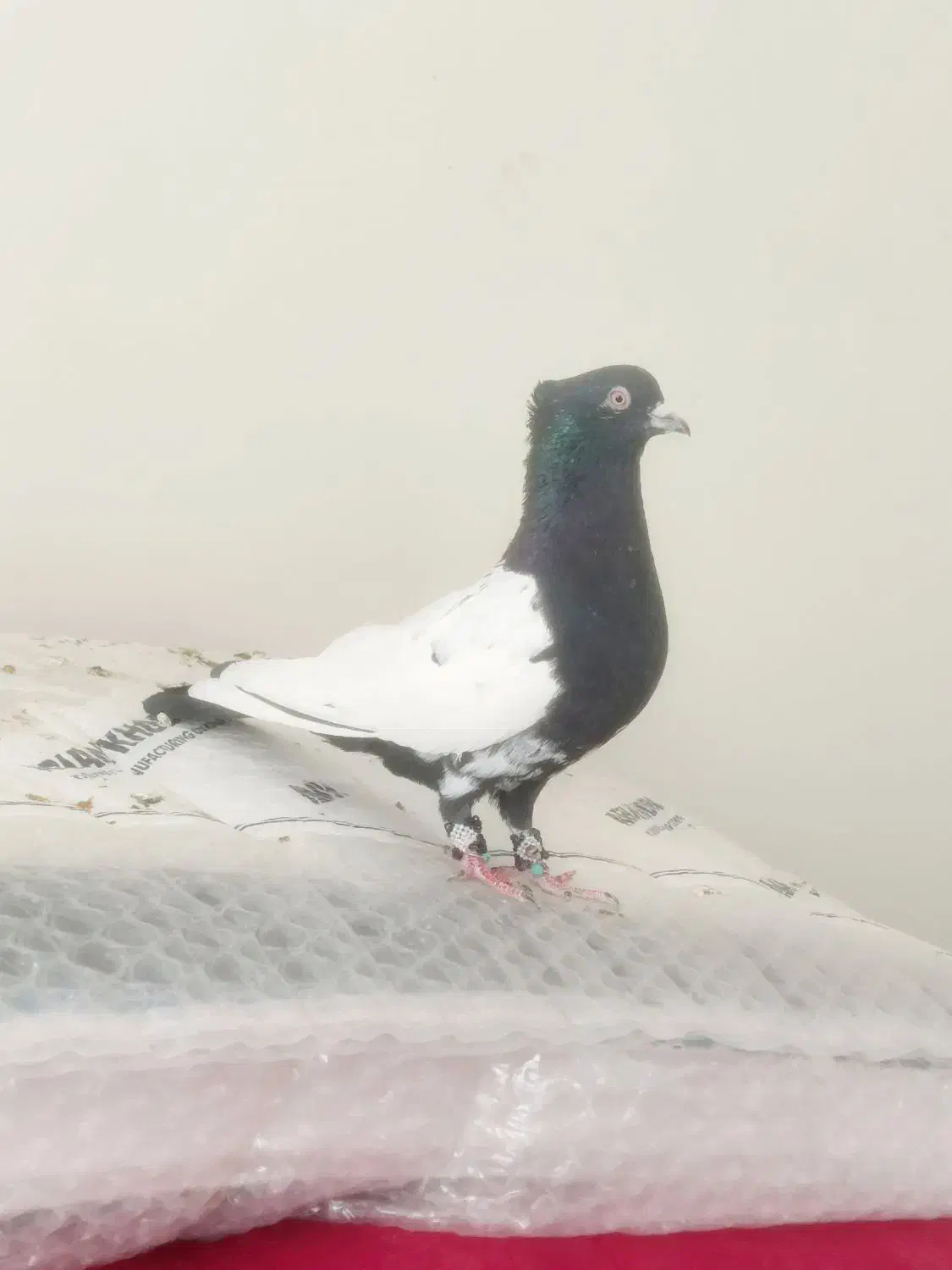 کبوترسینه‌سرخ کل دمی|پرنده|شیراز, شیخ علی چوپان|دیوار