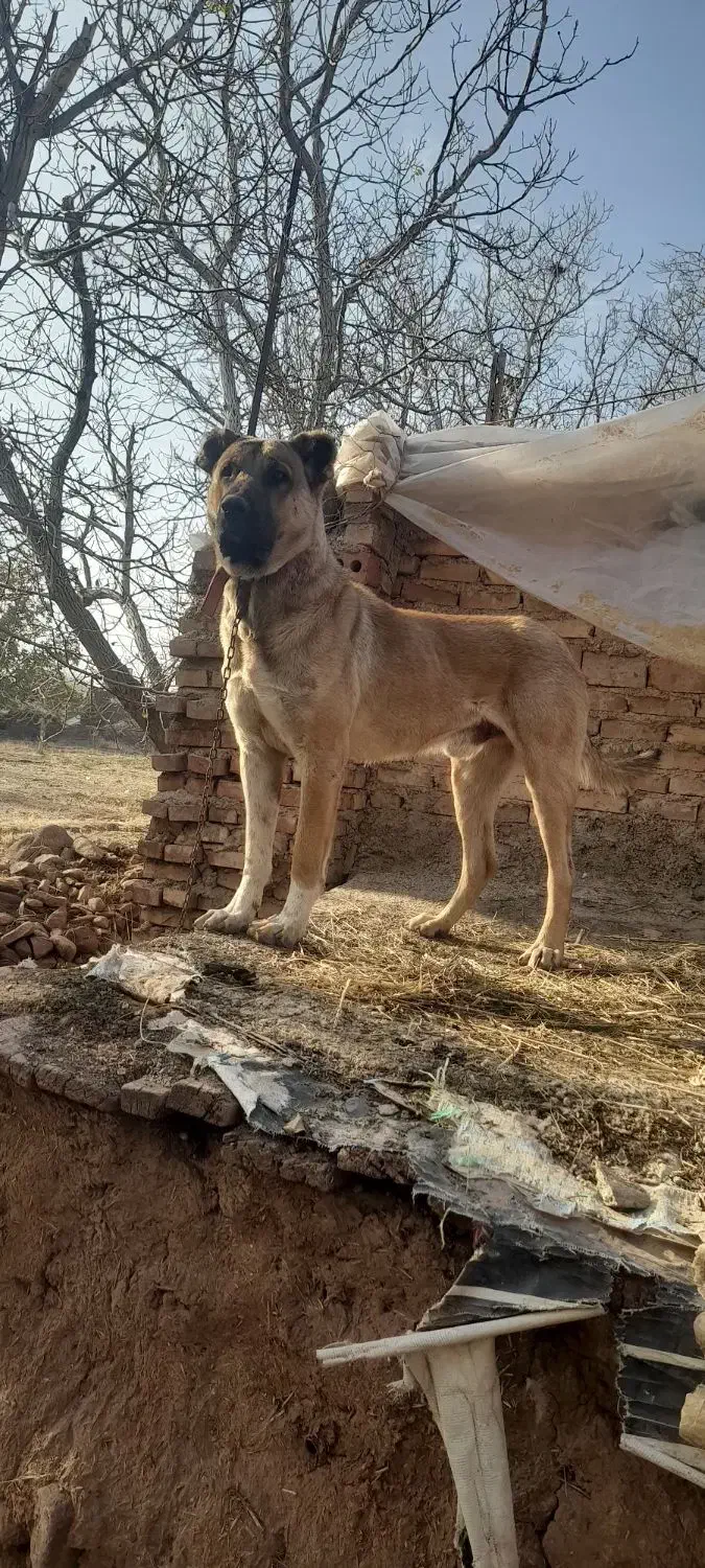 سگ سرابی|سگ|تسوج, |دیوار