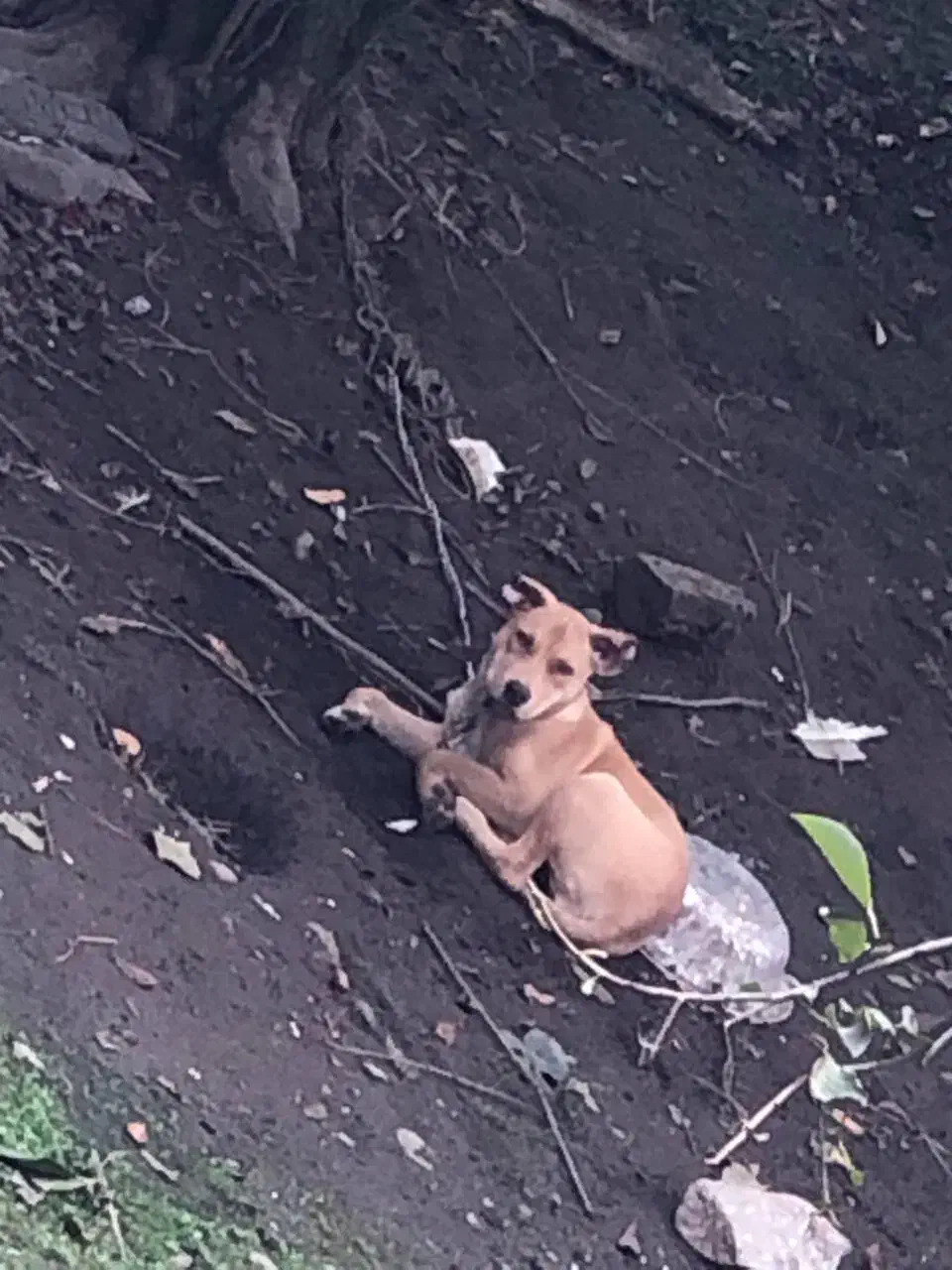 پیتبول ماده|سگ|آستارا, |دیوار