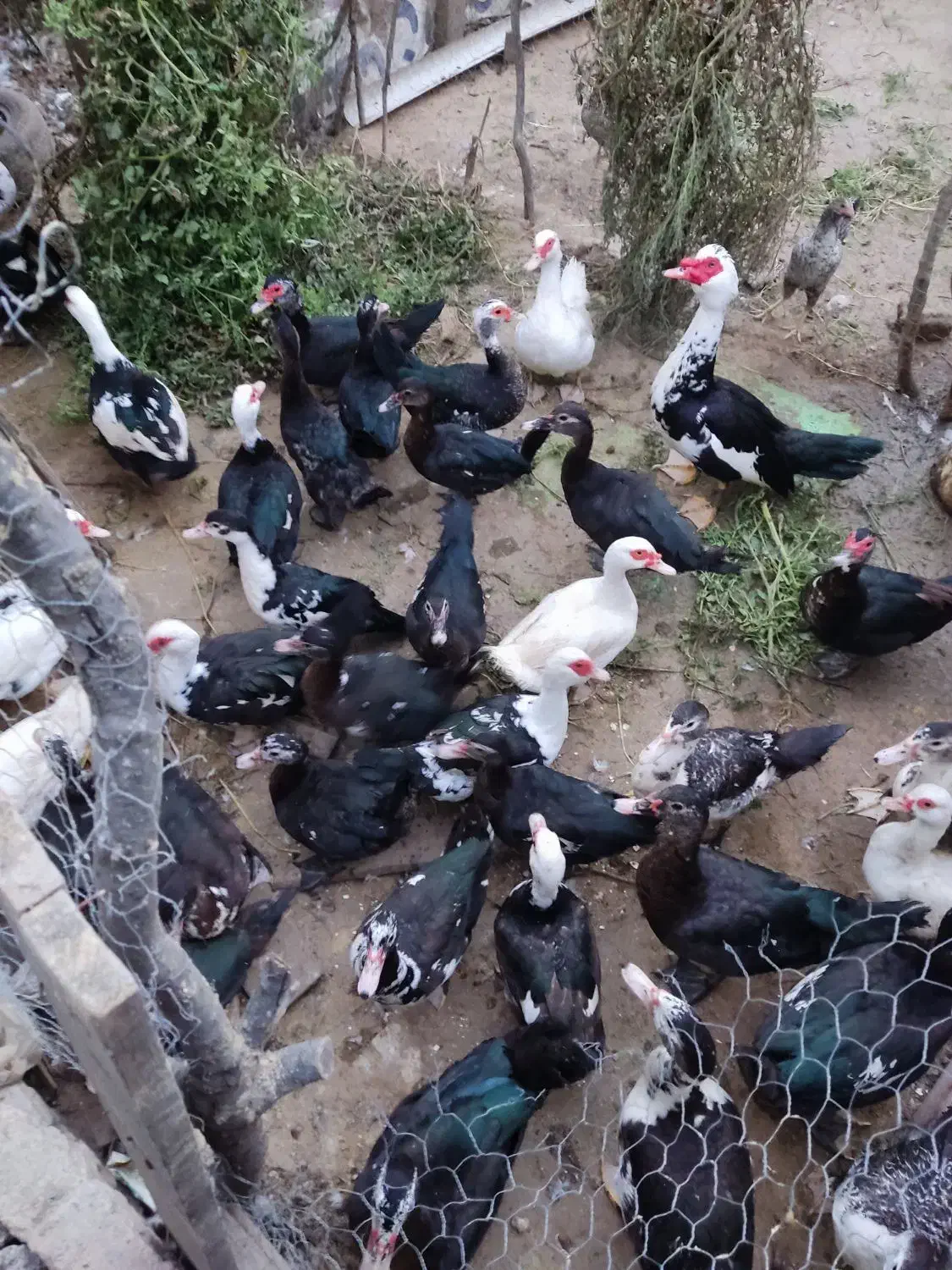 اردک نیمچه دم تخم سالم سرحال|حیوانات مزرعه|بهشهر, |دیوار