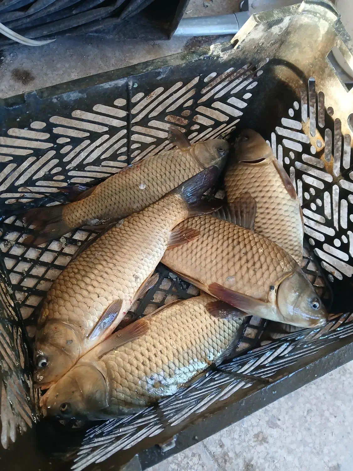 ماهی کپور فروشی|ماهی|قلندر آباد, |دیوار