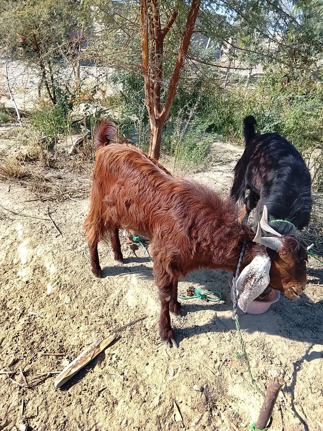 بزهای خوب فروشی (تروشت)|حیوانات مزرعه|پلان, |دیوار