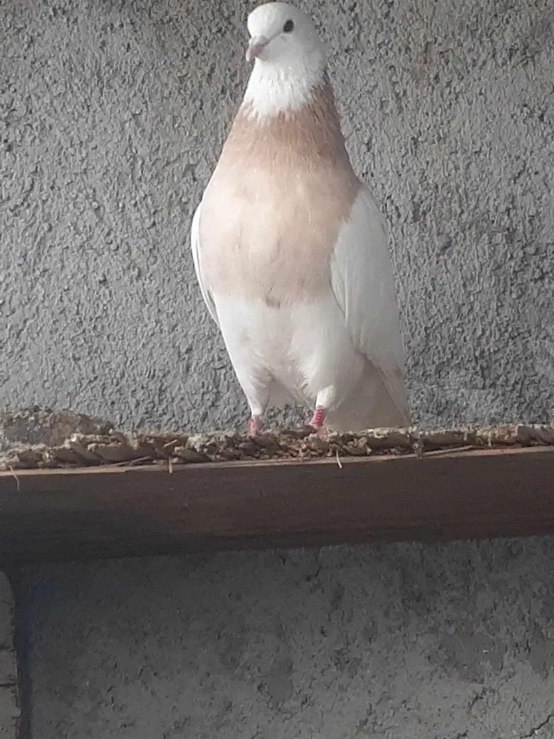 طوقی|پرنده|سبزوار, ایزی شهر|دیوار