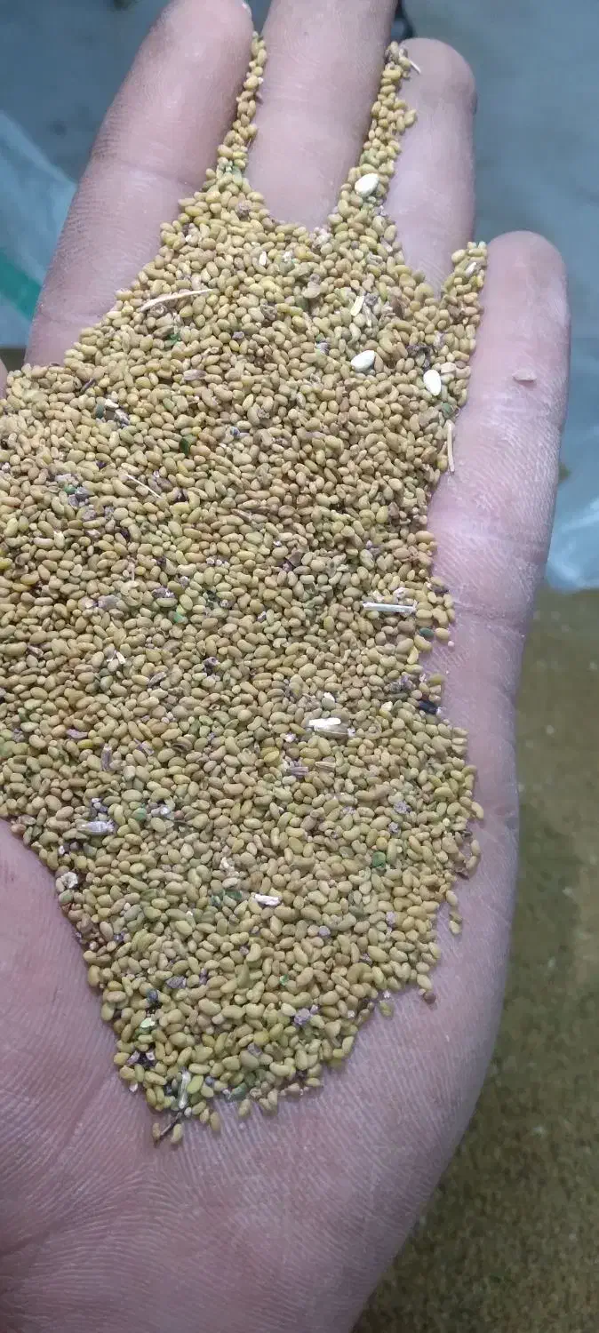 بذر یونجه|گل و گیاه طبیعی|شیروان (خراسان), |دیوار