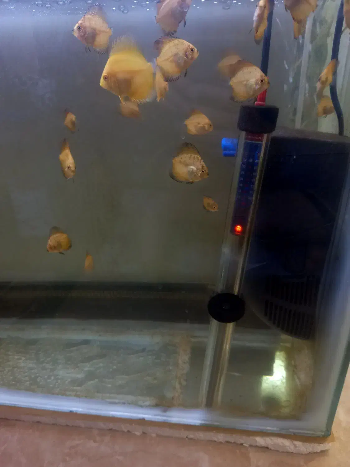 دیسکس|ماهی|شهر ری, شهادت|دیوار