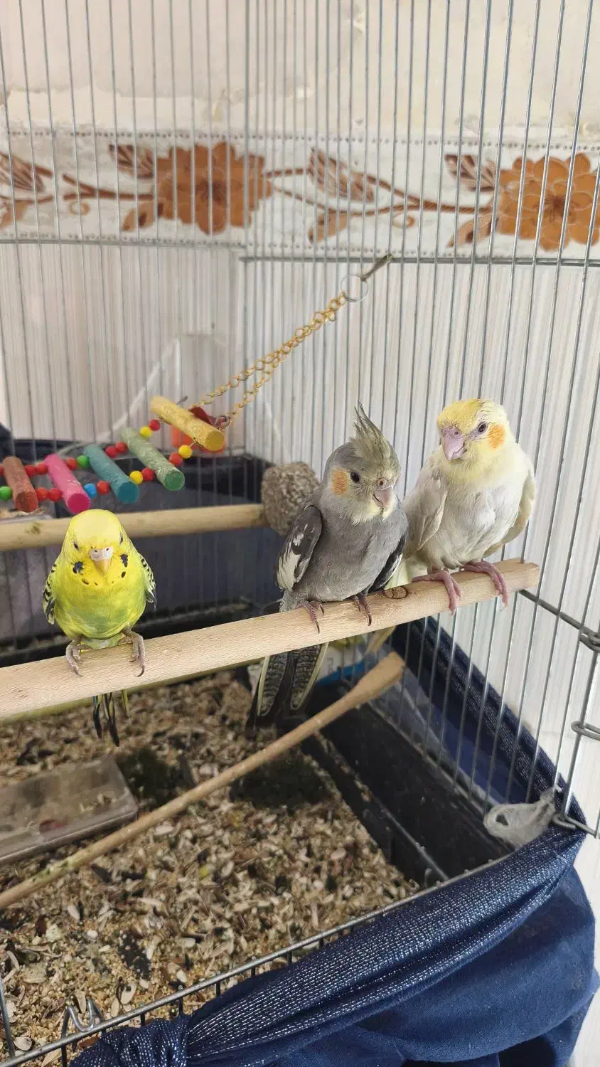 فروش عروس هلندی|پرنده|اشنویه, |دیوار