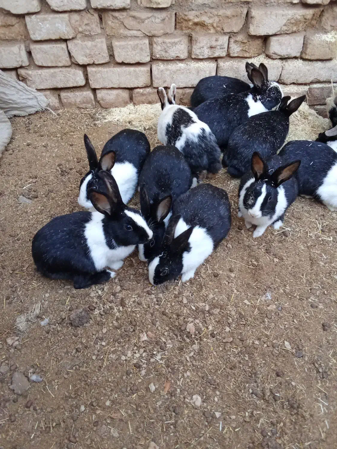 خرگوش|موش و خرگوش|انار, |دیوار