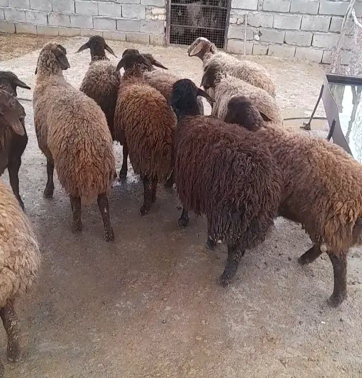 گوسفندمیش بره ماده|حیوانات مزرعه|کوهدشت, |دیوار