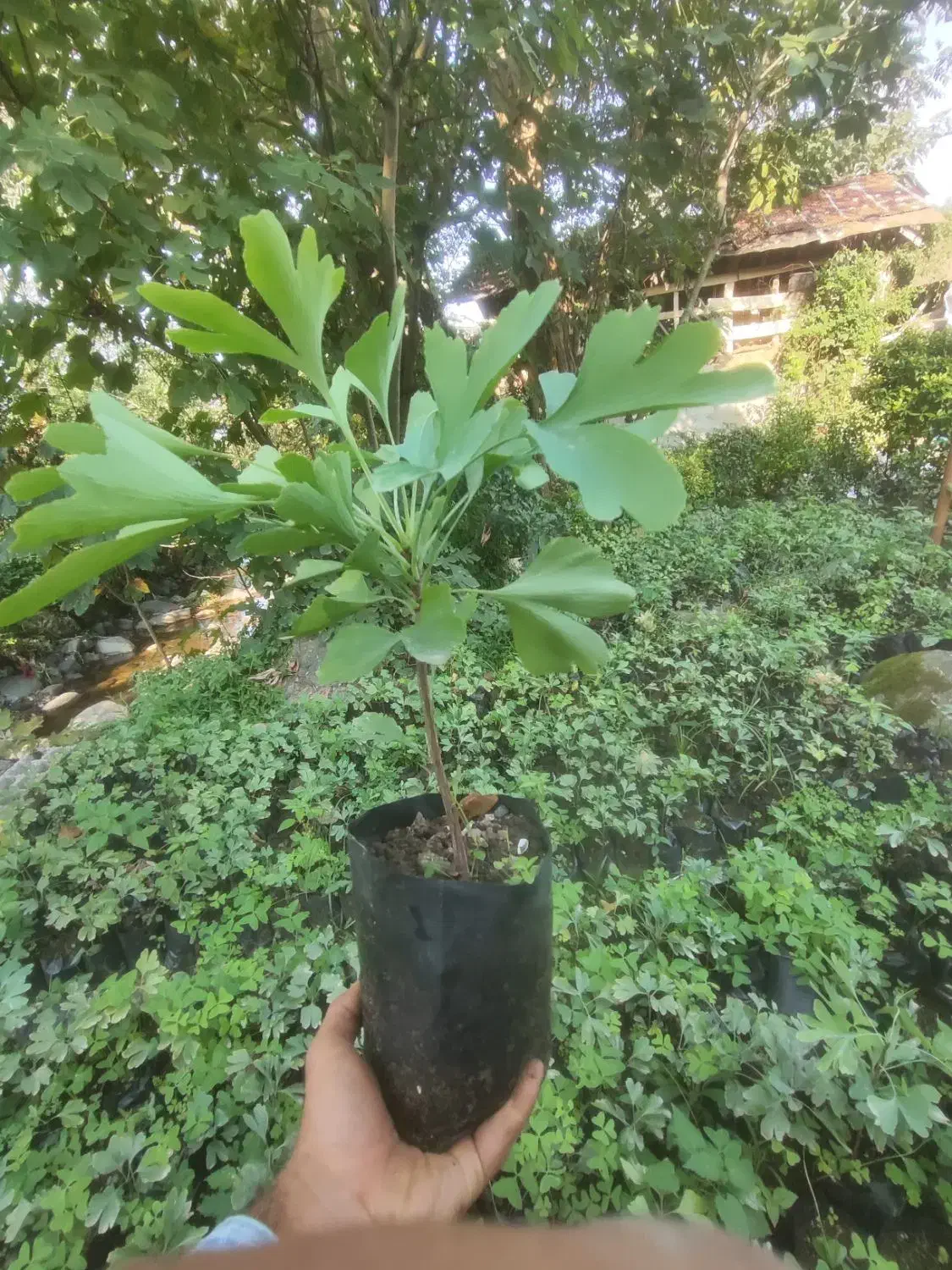 ژینگو نایلکسی بافونیکس نایلکسی|گل و گیاه طبیعی|رودسر, |دیوار