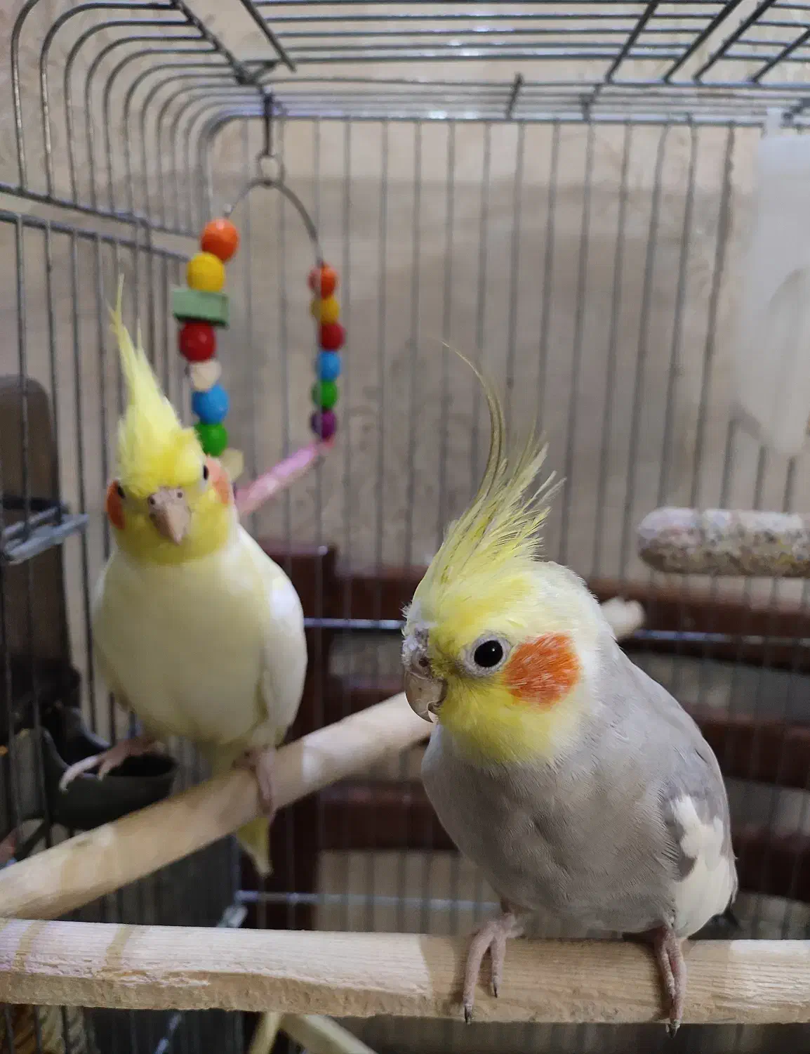 جفت عروس هلندی همراه با قفس|پرنده|تهران, وحیدیه|دیوار