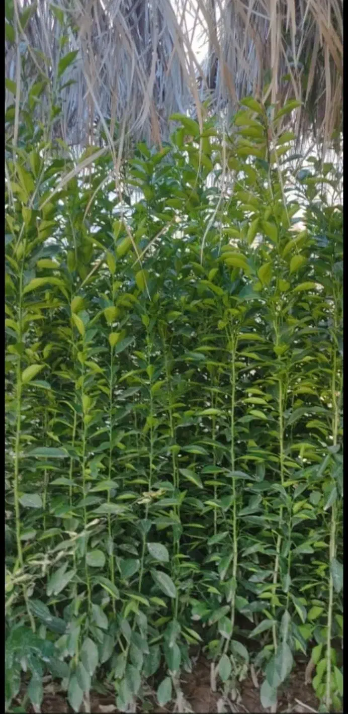 لیمو درنمونه های مختلف|گل و گیاه طبیعی|اهواز, دانشگاه چمران|دیوار