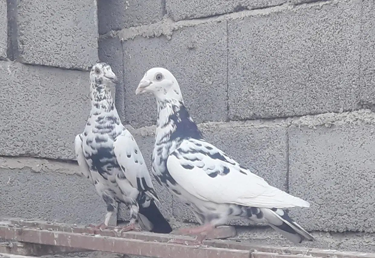 جفت سوسکی درشت و قلدر|پرنده|طبس, |دیوار