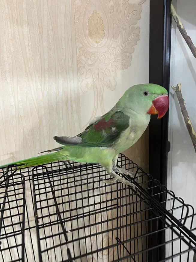 شاه طوطی|پرنده|نیشابور, شریعتی|دیوار