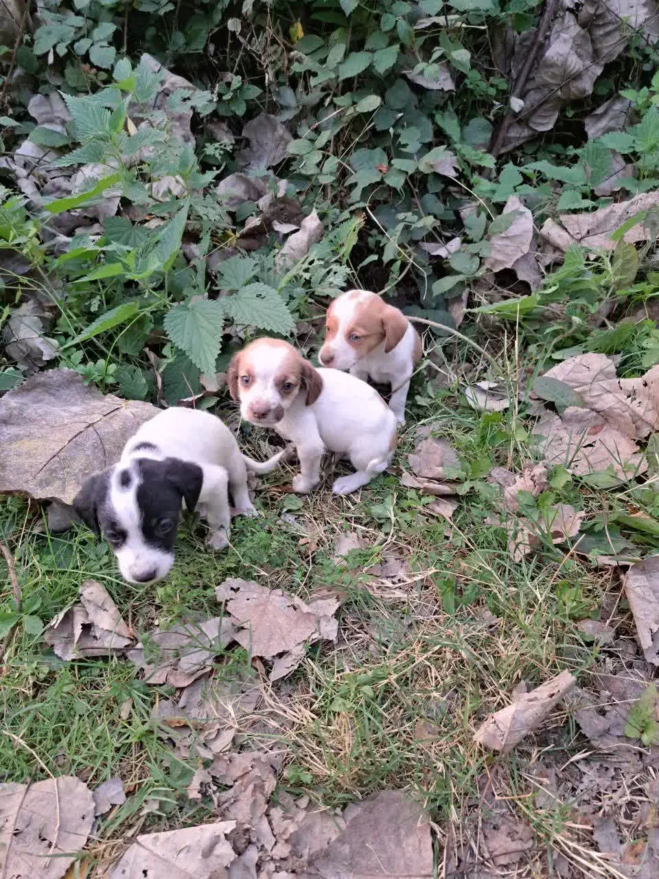 واگذاری۳ توله سگ نر|سگ|لولمان, |دیوار