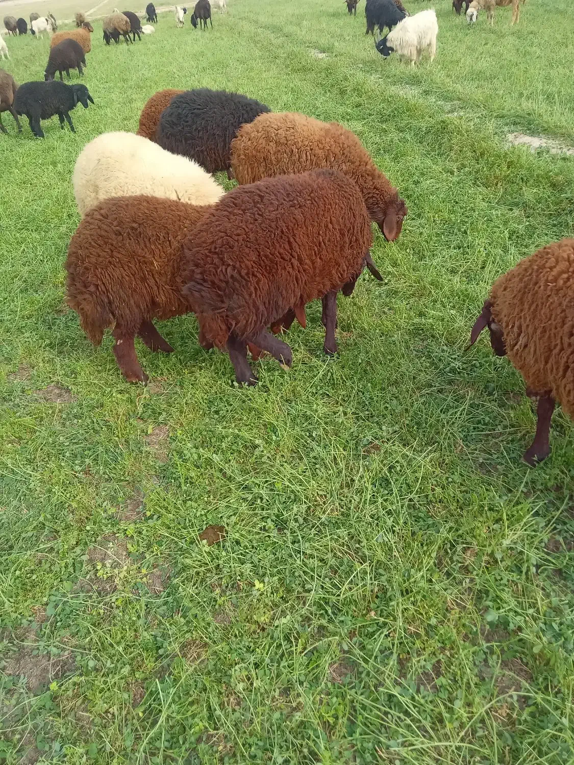 سه راس بره نر و دو راس ماده و یک چپش|حیوانات مزرعه|اصفهان, قهاب جنوبی|دیوار