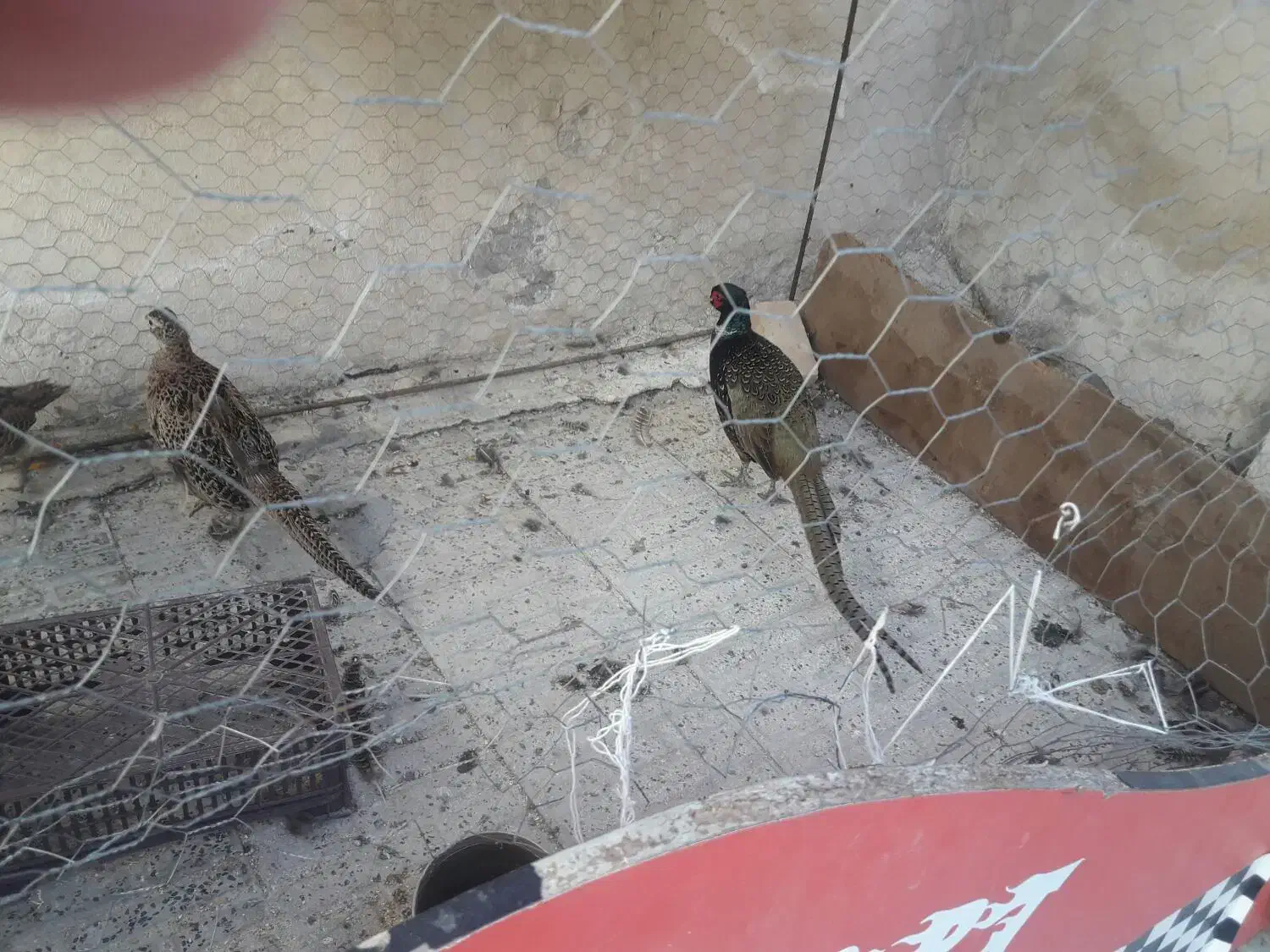 مرغ وخروس امریکایی|پرنده|اردبیل, |دیوار