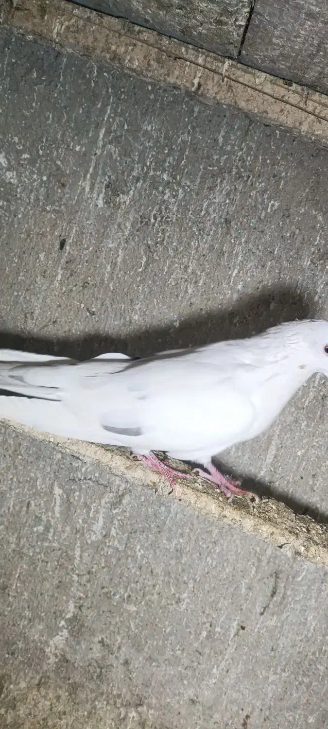 تهرانی نر|پرنده|همدان, |دیوار