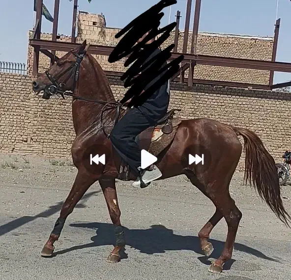 اسب ترکمن اصیل نریان مدرک دار|اسب و تجهیزات اسب‌سواری|مشهد, الهیه|دیوار