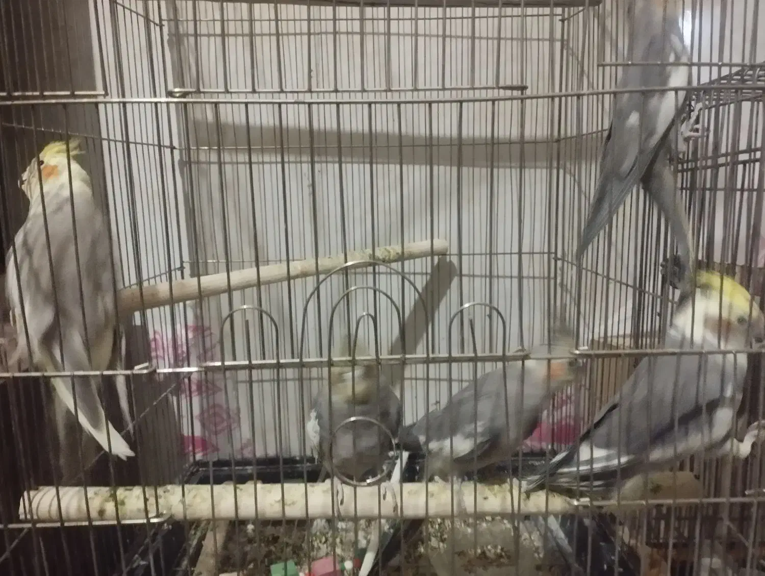 عروس هلندی|پرنده|شازند, |دیوار