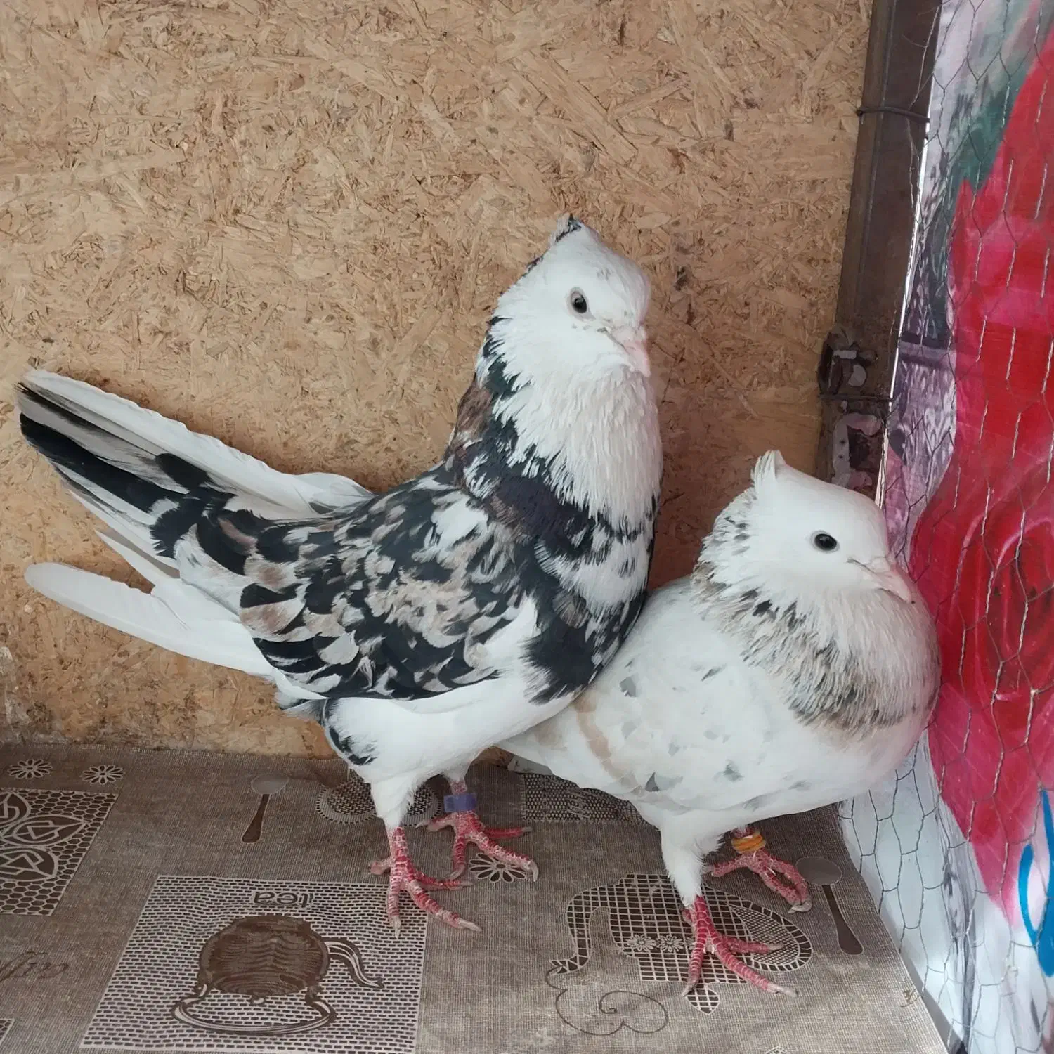 کبوتر|پرنده|بهارستان, |دیوار