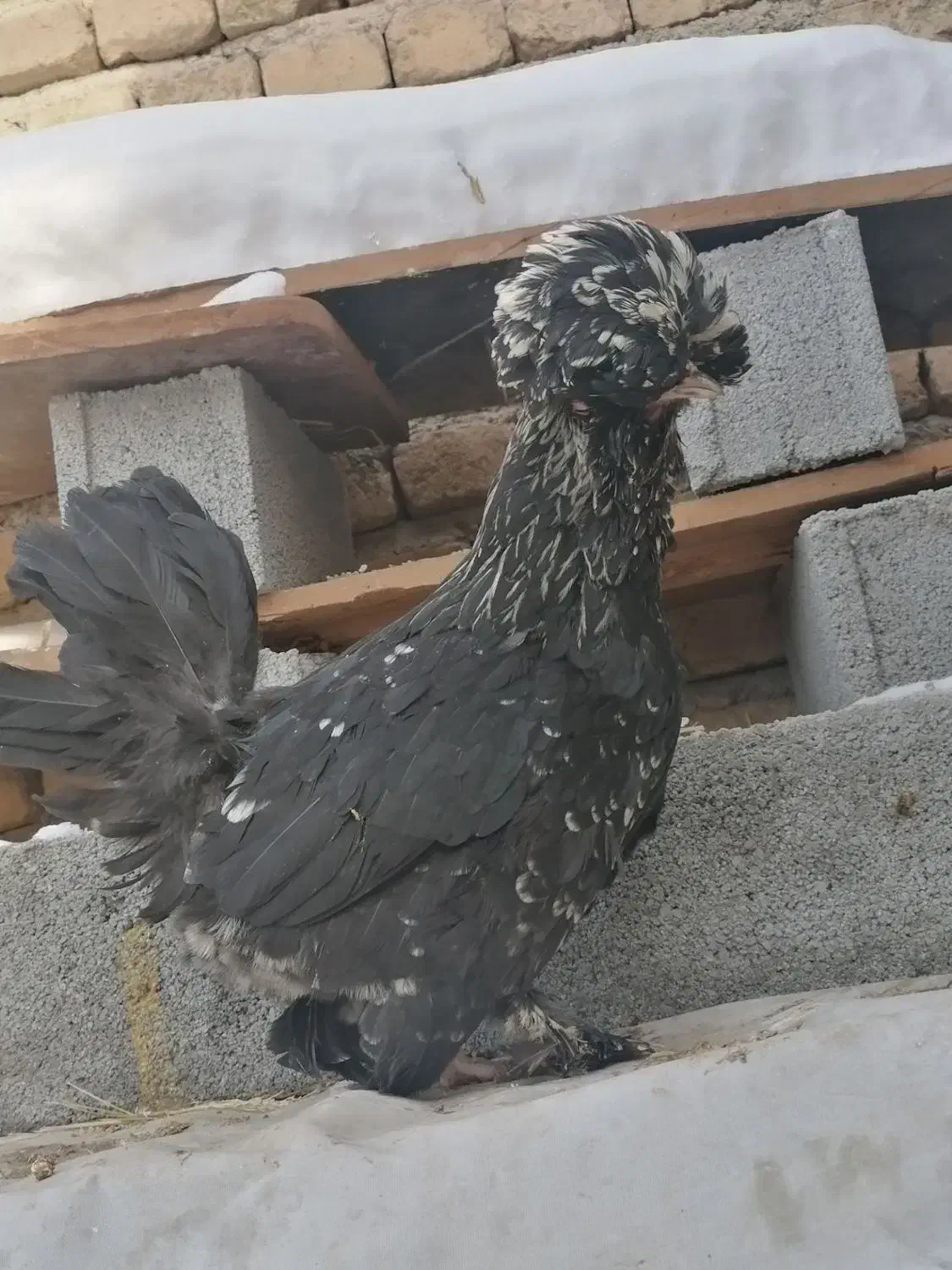 مرغ سلطان|حیوانات مزرعه|بومهن, |دیوار