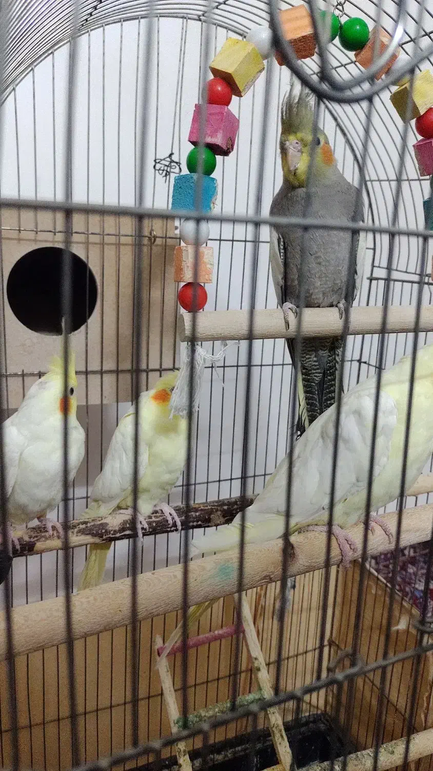 فروش عروس هلندی|پرنده|ابریشم, |دیوار