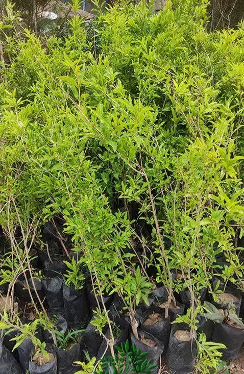 انار واندرگردو عناب یاس هلندی نهال درخت نهالستان|خدمات باغبانی و درختکاری|قم, بیست متری ولیعصر|دیوار