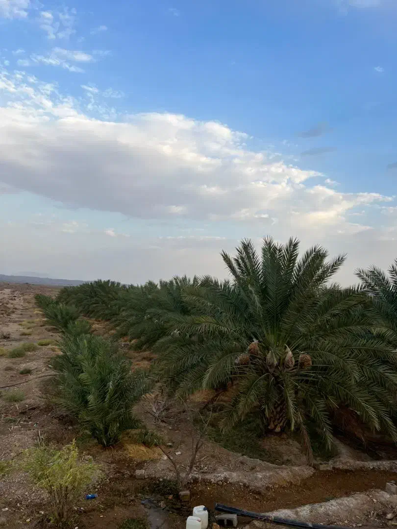 ۵هکتار باغ خرما پیارم/سنددار حاجی آباد روستای کهه|فروش دفتر صنعتی، کشاورزی، تجاری|حاجی آباد, |دیوار