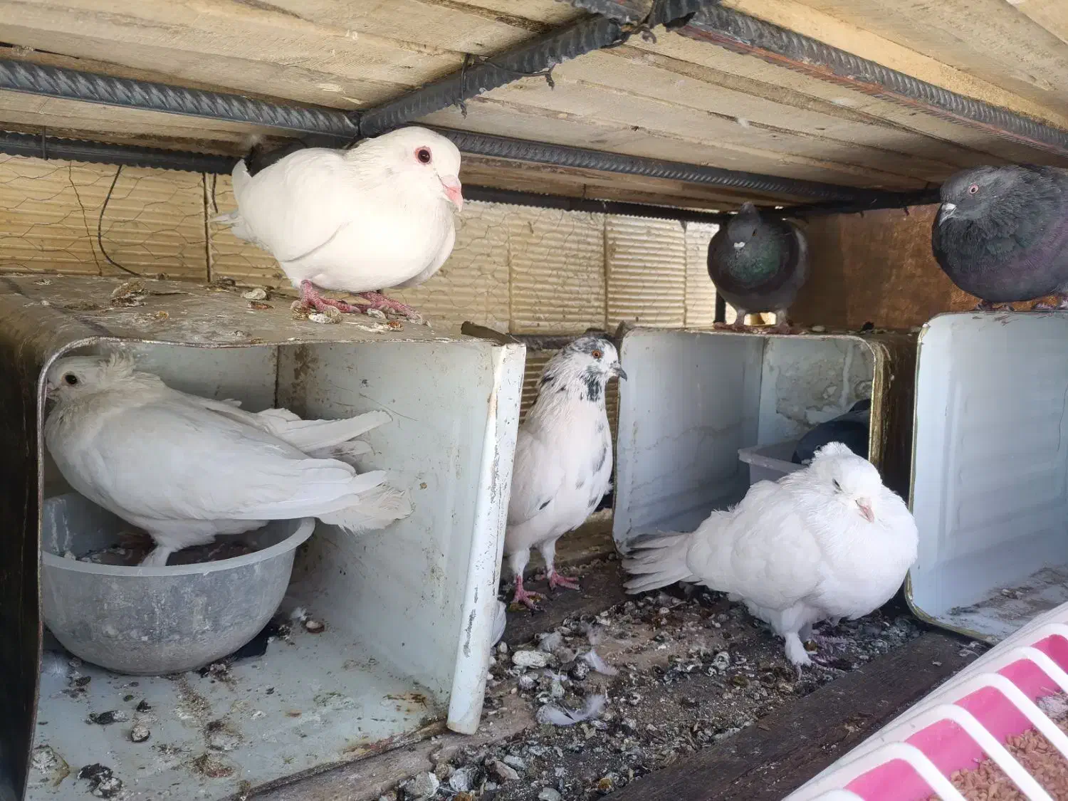 کبوتر|پرنده|دهاقان, |دیوار