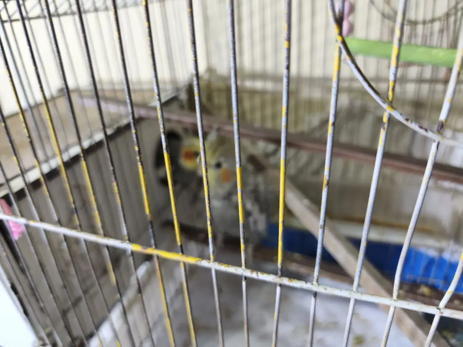 عروس هلندی|پرنده|مشهد, سمزقند|دیوار