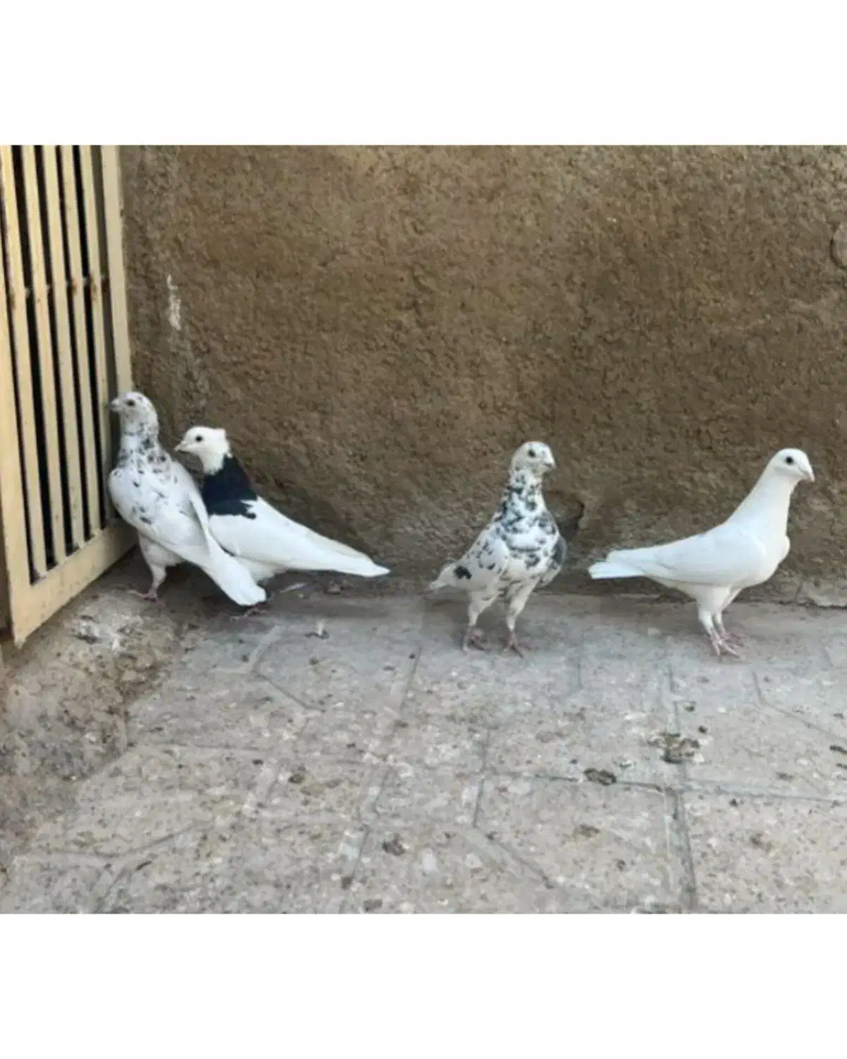 ۳تاسرورپلاکی وطوق سیاه نر|پرنده|فیروزآباد (فارس), |دیوار