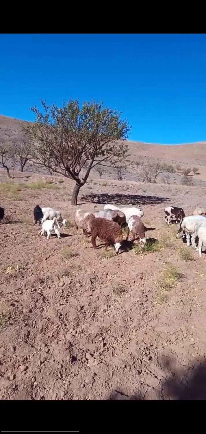 ۵ عدد بره|حیوانات مزرعه|شاخنات, |دیوار