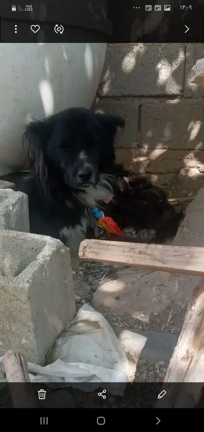 سگ قدرجونی قدریجونی|سگ|مرودشت, ثبت احوال|دیوار