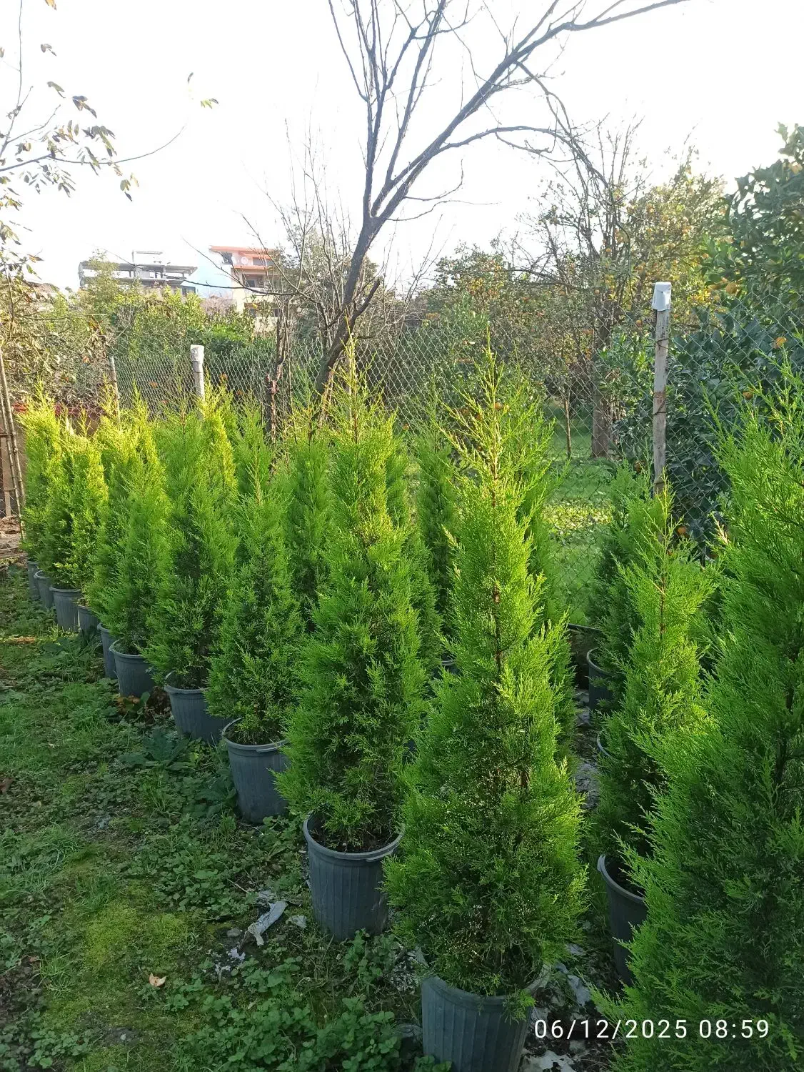 لاوسون.کاج طلایی|گل و گیاه طبیعی|چابکسر, |دیوار