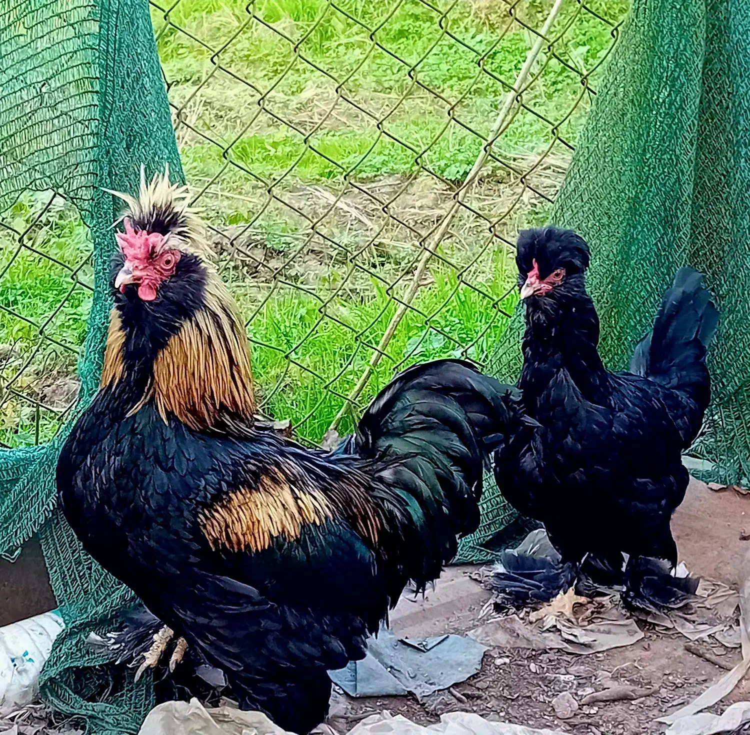 خروس و مرغ|حیوانات مزرعه|سلمان‌شهر, |دیوار