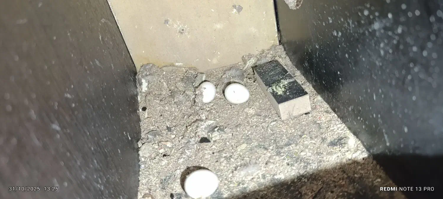 عروس هلندی نر ماده و ماده تک|پرنده|مشهد, شهید معقول|دیوار