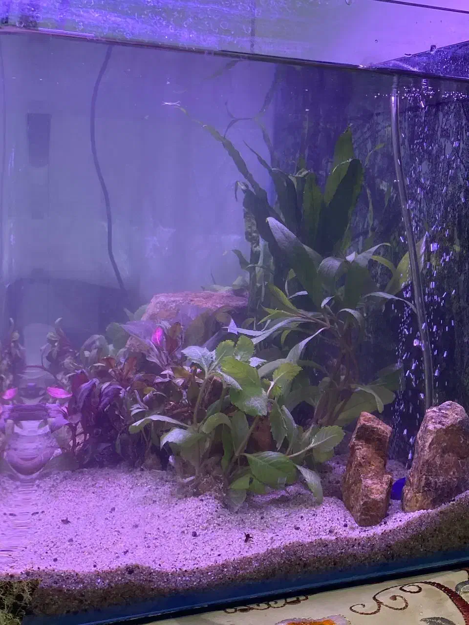 اکواریوم پلنت زیبا|ماهی|تهران, دستغیب|دیوار