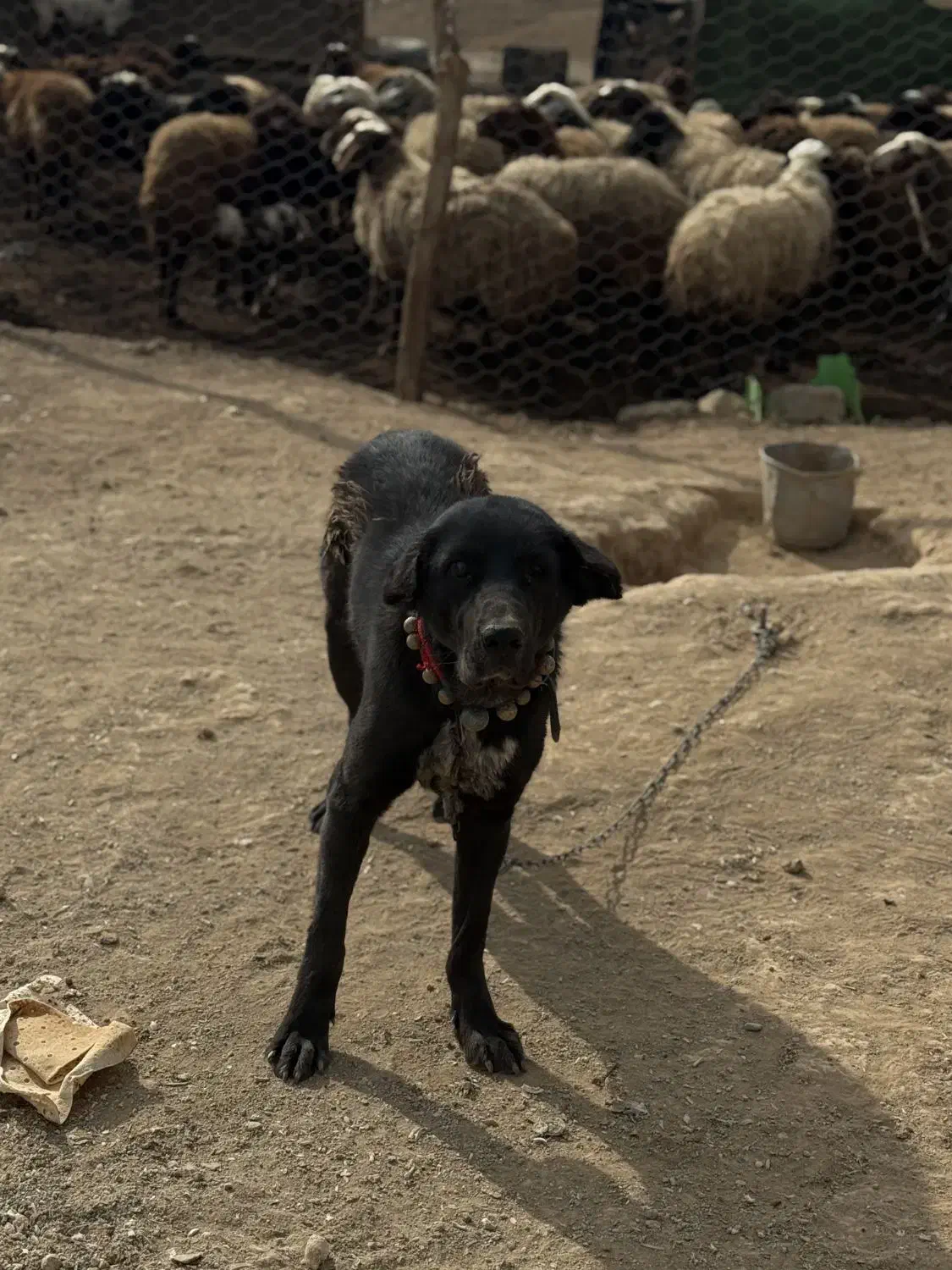 سگ گله|سگ|تیران, |دیوار