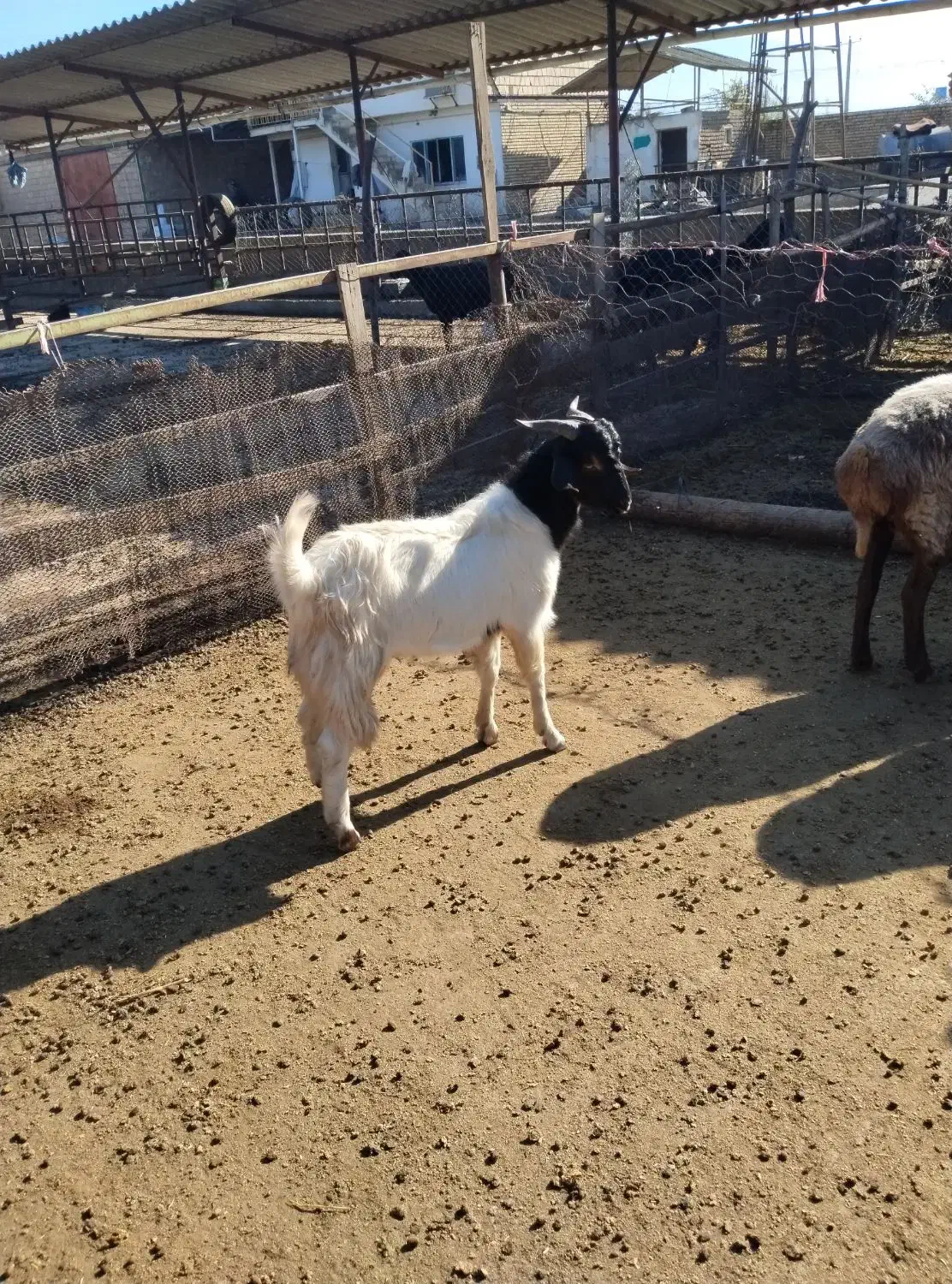 دو راس بزغاله نر و ماده سالم|حیوانات مزرعه|مزرعه کتول, |دیوار