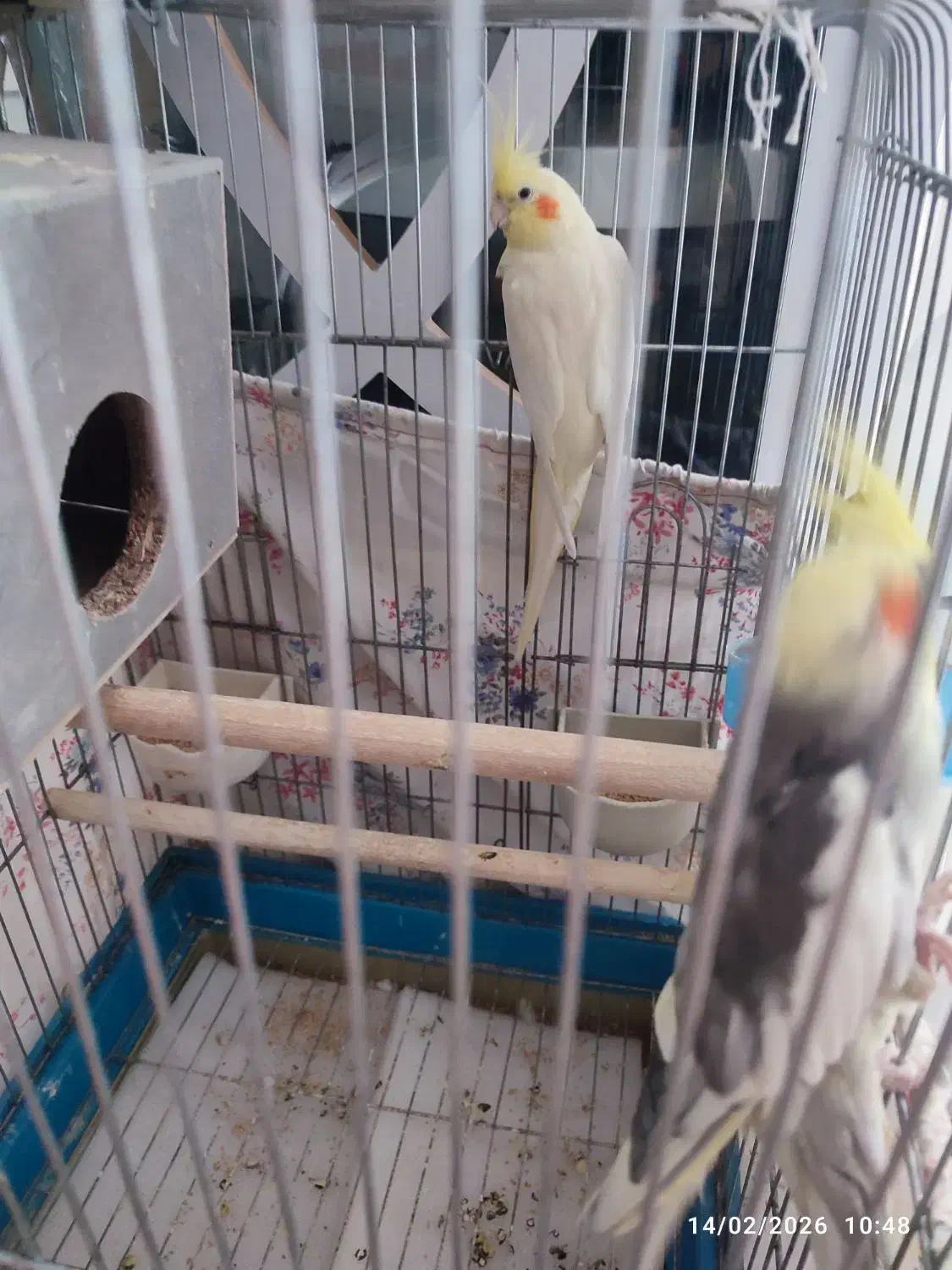 پرنده|پرنده|مشهد, عامل|دیوار