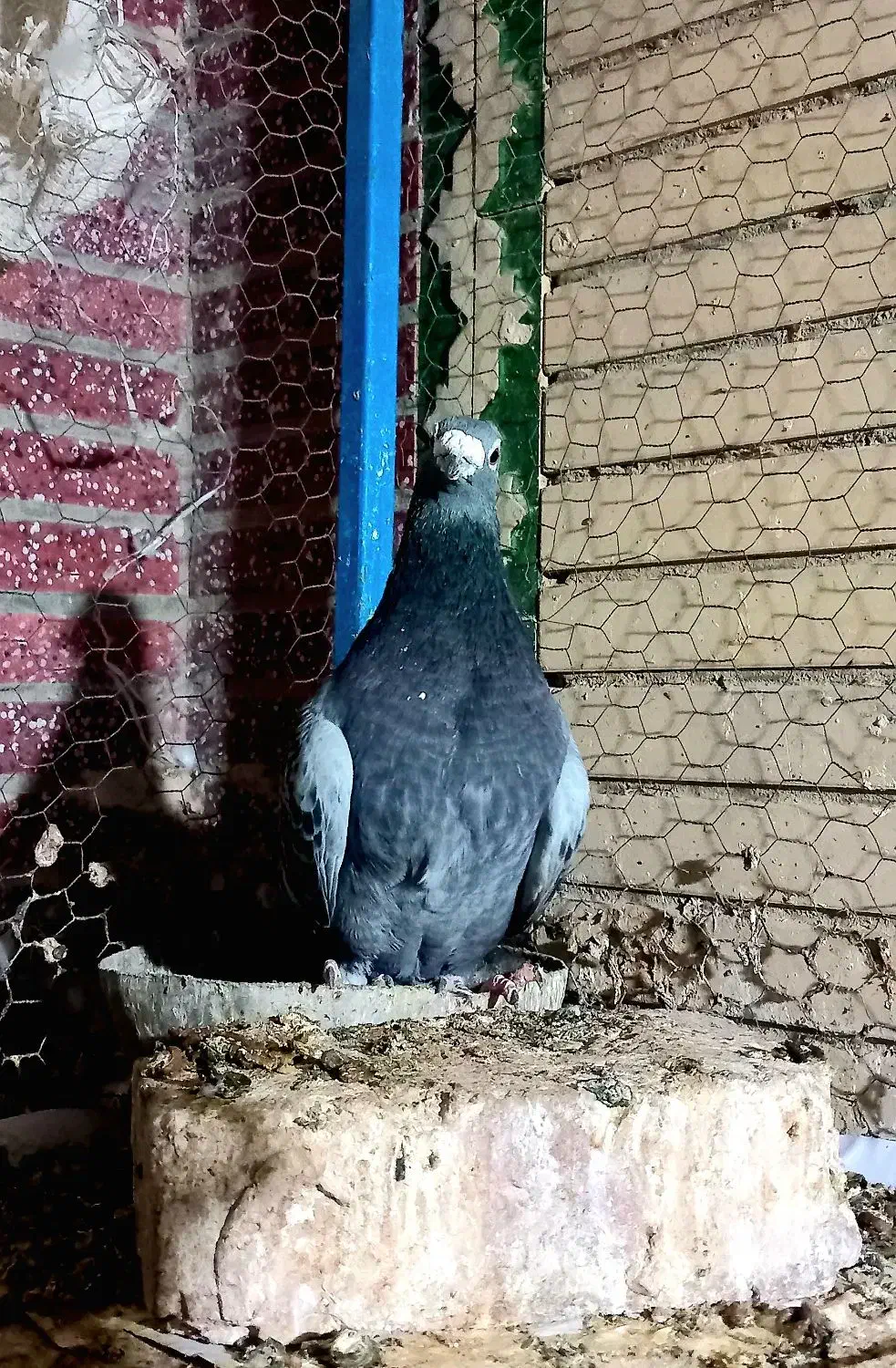 نر مگس آخرت|پرنده|زابل, |دیوار