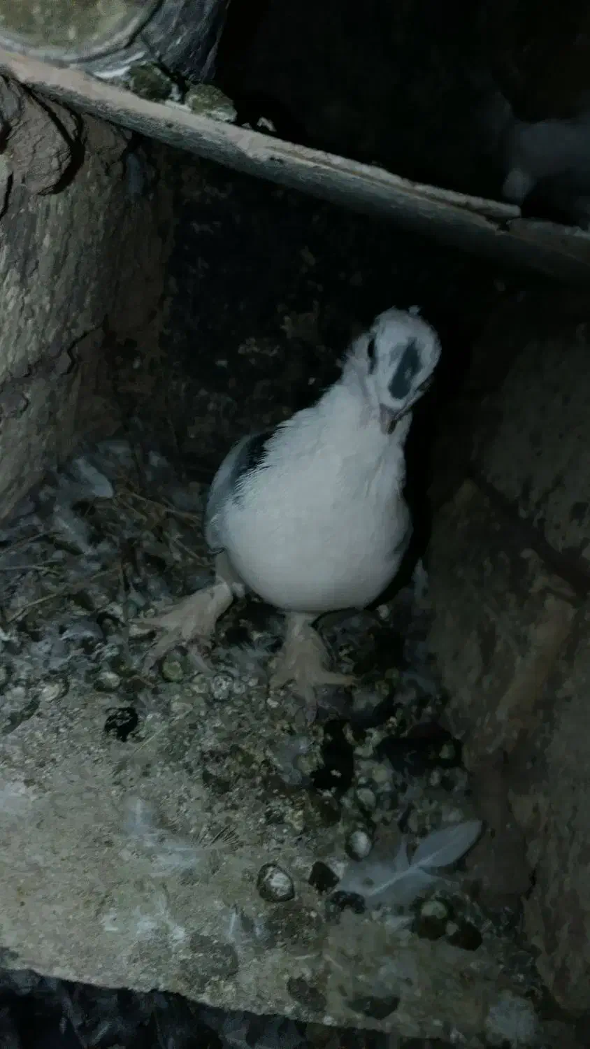 کبوتر‌ بازیکن|پرنده|اردل, |دیوار